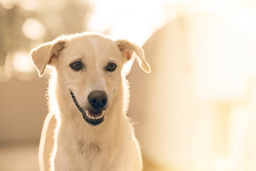 Carpet Cleaning Pet